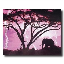 African elephant lightning for sale  Springdale