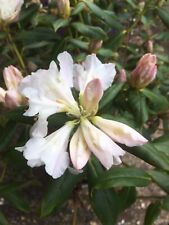 Two white rhododendron for sale  CAMBRIDGE