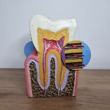 Coupe anatomique dentaire d'occasion  Méry-sur-Seine