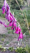 Dierama. angels fishing for sale  ST. AUSTELL
