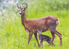 Deer rehkitz hirschkuh gebraucht kaufen  Deutschland