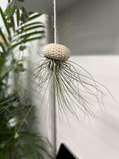 Air plant natural for sale  UK