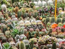 Cactus garden seed for sale  Sanford