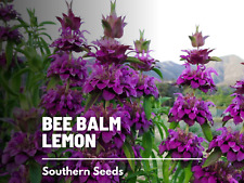 Bee balm lemon for sale  Frisco
