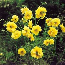 Plants geum lady for sale  HEREFORD