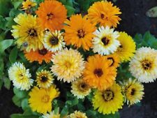 Calendula fiesta gitana for sale  CORBY