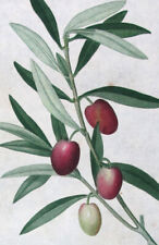 1799 foglio dipinto usato  Urbino