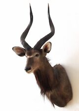 Nyala antilope kopf gebraucht kaufen  Neustadt