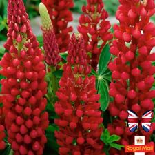 Lupin castle red for sale  UK