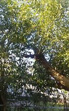 Rooted camphor laurel for sale  Ormond Beach