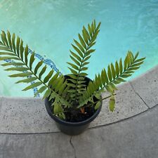 Cycad hybrid encephalartos for sale  Long Beach