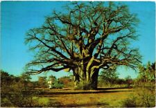 CPM AK The Famous Giant Baobab Tree SOUTH AFRICA (1264846) for sale  Shipping to South Africa