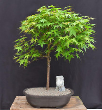 Japanese green maple for sale  Patchogue