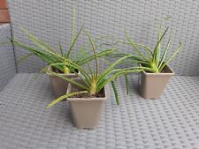 Aloe vera plant for sale  NUNEATON