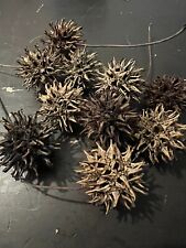 100 sweet gum for sale  Vancouver