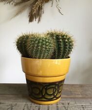 Large cactus plant for sale  BURNHAM-ON-SEA