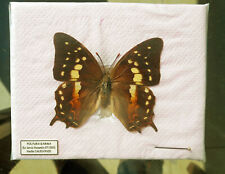 Nymphalidae POLYURA GAMMA****female**** New Calodonia (papered-not pinned), used for sale  Shipping to South Africa