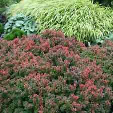 Barberry shrub plant for sale  Omaha