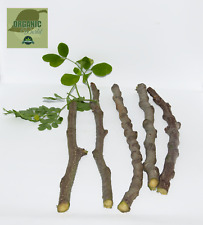 Moringa cuttings organic for sale  Orlando