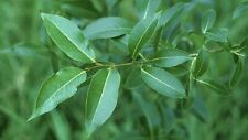 Bay leaf willow for sale  Chariton