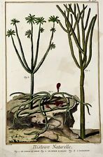 1780 cactus spurge d'occasion  Expédié en Belgium