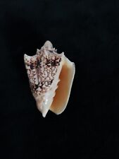 sea shell Cymbiola chrysostoma, 61.1mm for sale  Shipping to South Africa