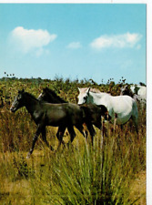 Postcard camargue horses for sale  MATLOCK
