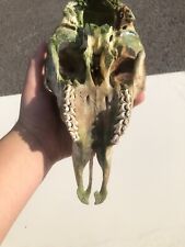 Sheep skull for sale  STRATFORD-UPON-AVON