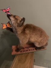 Taxidermy fox cub for sale  HAYWARDS HEATH
