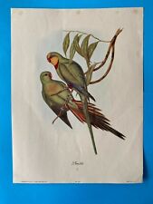 Gould parakeet parrot for sale  Coral Springs