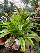 plant live plant dracaena for sale  Chatsworth