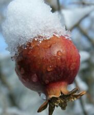 Afganski russian pomegranate for sale  Fresno