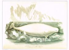 White whale beluga for sale  DEREHAM