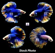 Betta fish sale for sale  Shipping to Ireland