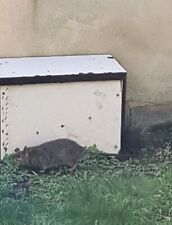 Rat trap for sale  BATLEY