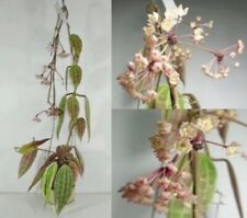 Hoya macrophylla variegated for sale  San Francisco