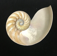 Natural polished nautilus for sale  LONDON