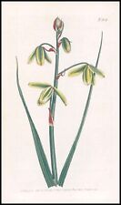 1808 Curtis Botanical ALBUCA MAJOR Larger PL 804 (CB10-208) for sale  Shipping to South Africa
