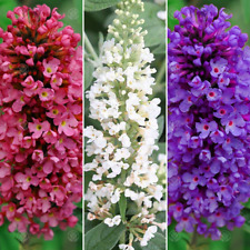 Buddleia petite collection for sale  UK