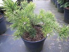 Pinus banksiana velda gebraucht kaufen  Zetel