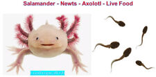 Live food axolotls for sale  Hialeah