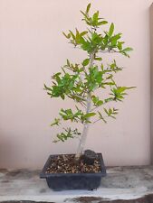 Bonsai punica granatum usato  Macerata Campania