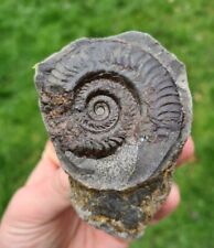 Ammonite fossil hildoceras for sale  WALLASEY