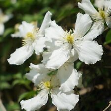 Clematis montana alexander for sale  DUDLEY