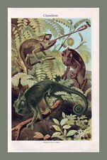 1903 chamäleon zoologie gebraucht kaufen  Gliesmarode,-Volkmarode