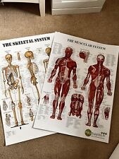 anatomy poster for sale  HAYWARDS HEATH