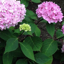 Hydrangea macrophylla nigra d'occasion  Pouzauges