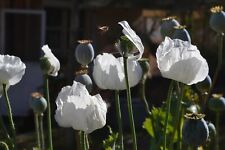 Persian White Gigatum poppy seeds P. Somniferu X150-200 for sale  Shipping to South Africa