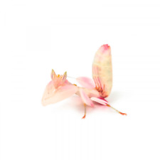 Malaysian orchid mantis for sale  PORTSMOUTH