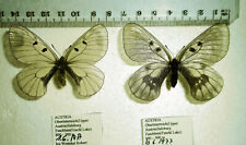 PARNASSIUS.MN.HARTMANNI***PAIR****AUSTRIA (papered-not pinned), used for sale  Shipping to South Africa